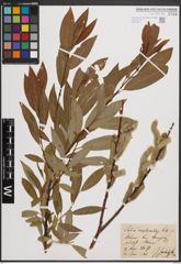 Foto von Salix daphnoides Vill.